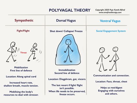 Polyvagal Theory | EFT & Counseling for Personal Peace Blog Eft Interventions, Personal Peace, Sympathetic Nervous System, Polyvagal Theory, Nervus Vagus, Internal Family Systems, Mental Health Counseling, Medical Tests, Vagus Nerve