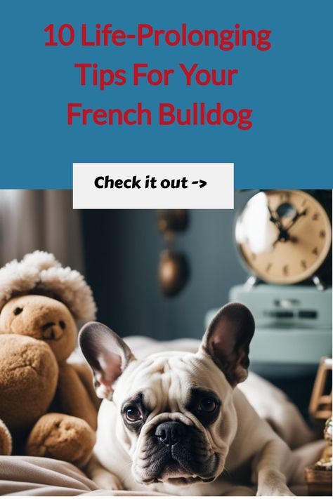 How Long Do French Bulldogs Live?

French bulldogs are a popular breed of dog, but how long do they live? On average, French bulldogs live for 10-12 years. However, there are a number of factors that can affect their lifespan, including genetics, diet, and exercise.

In this article, we'll discuss the average lifespan of French bulldogs, as well as some of the factors that can affect their longevity. We'll also provide tips on how to help your French bulldog live a long and healthy life.

#frenc Bulldog Training, French Bulldog Breed, Puppy Find, Physical Characteristics, Bulldog Breeds, Diet And Exercise, Bulldog Lover, French Bulldog Puppy, Grooming Routine