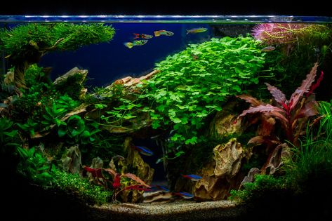 Fluval Spec V Fowlr Aquarium, Aquascape Inspiration, Fluval Spec V Aquascape, Fluval Evo 13.5, Fluval Chi Aquascape, Fish Types, Aquarium Heater, Betta Aquarium, Betta Fish Types