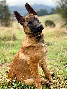 Un pastor belga malinois macho de cuatro meses de edad. Malinois Shepherd, Pastor Belga Malinois, Berger Malinois, Belgian Malinois Puppies, Belgium Malinois, Malinois Puppies, Belgian Malinois Dog, Malinois Dog, Belgian Shepherd