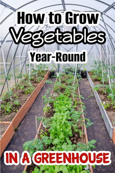 Greenhouse Base, How To Grow Vegetables, Vegetable Garden For Beginners, Homestead Gardens, Grow Vegetables, Greenhouse Growing, Natural Fertilizer, Backyard Greenhouse, Family Finance