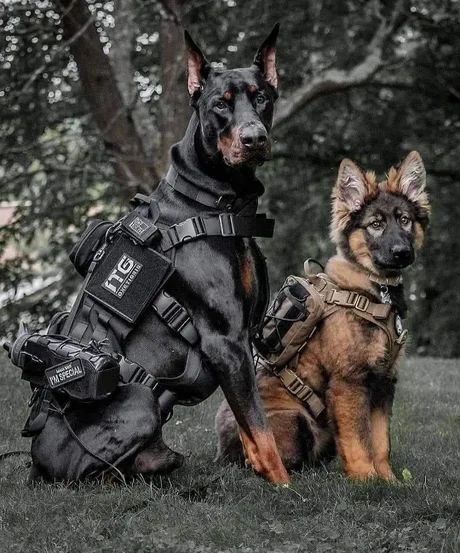 Two serious boys. - 9GAG Doberman Puppies, Army Dogs, Doberman Pinscher Dog, Scary Dogs, Doberman Puppy, Military Dogs, Doberman Dogs, Really Cute Dogs, Best Dog Breeds