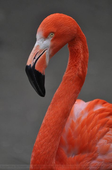 Flamingo Pictures, Flamingo Art Print, Flamingo Wallpaper, Flamingo Painting, Nikon D90, Flamingo Bird, Flamingo Art, Rare Birds, Tropical Birds