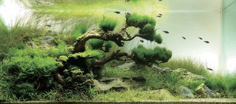 Takashi Amano, Neon Tetra, Aquarium Landscape, Nature Aquarium, Aquascape Aquarium, Landscape Designer, Aquarium Design, Aquascaping, Natural Garden