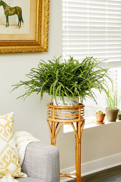 9 Indoor Ferns That Will Turn Your Home into a Tropical Paradise Decorating With Ferns, Tropical Ferns, Tabletop Terrarium, Rabbit Foot Fern, Button Fern, Fern Care, Indoor Ferns, Ferns Care, Indoor Greenery