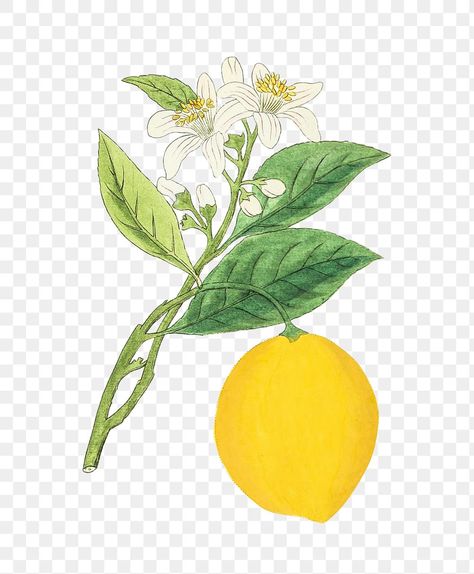 Lemon Drawing, Lemon Flower, Lemon Leaf, Lemon Watercolor, Photo Elements, Lemon Painting, Lemon Flowers, Lemon Art, Branch Design