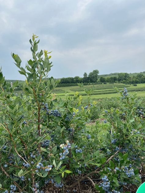 Bookish Collage, Blueberry Aesthetic, Blueberry Patch, Blueberry Girl, Ireland Cottage, Blueberry Picking, Blueberry Farm, Oc Board, Aesthetic Light