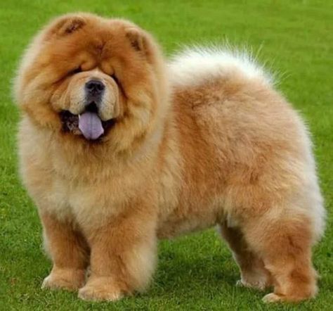 30 Most Beautiful And Rare Dog Breeds Of All Time Perros Chow Chow, Chow Dog Breed, Dog Breeds Pictures, Chow Chow Dog, Chow Dog, Rare Dogs, Unique Dog Breeds, Rare Dog Breeds, Beautiful Dog Breeds