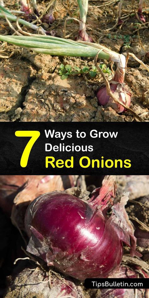 Growing Red Onions, Grow Red Onions, Onion Companion Planting, Planting Onion Sets, Onion Plant, Onion Garden, Green Onions Growing, Onion Seeds, Types Of Onions