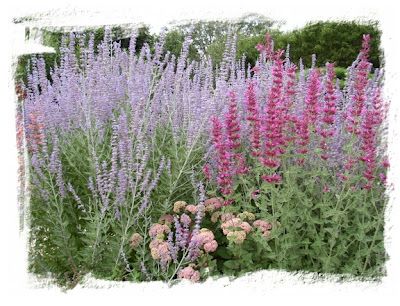 Agastache 'Ava" and Russian Sage Rabbit Brush, Colorado Garden, High Country Gardens, Russian Sage, Beautiful Rabbit, Full Sun Perennials, Sun Perennials, Farmhouse Landscaping, Companion Planting