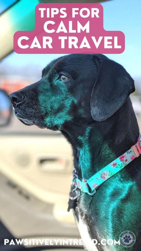 7 Tips to Help Calm your Dog during Car Travel - Pawsitively Intrepid Traveling With Pets In Car, Traveling With Dogs In Car, Traveling With Cats In Car, Pet Travel Airplane, Dog Throwing Up, Van Travel With Dog, Dog Car Travel, Dog Car Harness, Road Trip With Dog