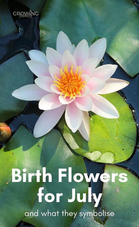 Just like birthstones, there are birth month flowers for every month of the year.  Here we take a look at birth flowers for July, and what they symbolise. #flowers #birthflowers #growingfamily