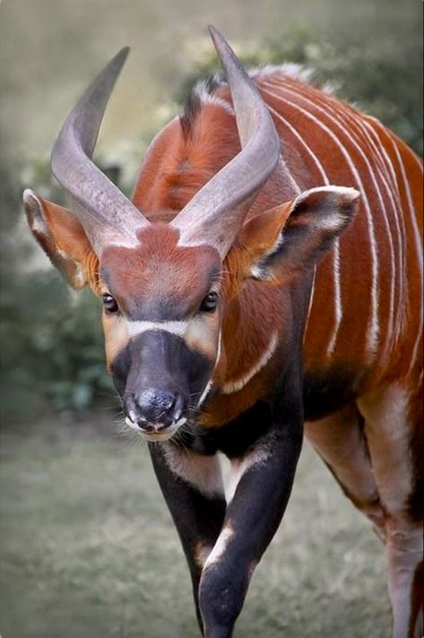 A large African antelope with backswept horns; critically endangered due to logging and poaching. African Forest, Animals With Horns, Long Horns, Animals Amazing, Interesting Animals, Mule Deer, Unusual Animals, Rare Animals, Manx