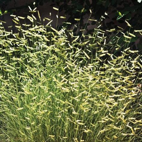 Bouteloua gracilis 'Blonde Ambition' Low Water Plants, High Country Gardens, Blonde Ambition, Ornamental Grass, Best Perennials, Seed Heads, Country Gardens, Drought Resistant, Grasses Garden