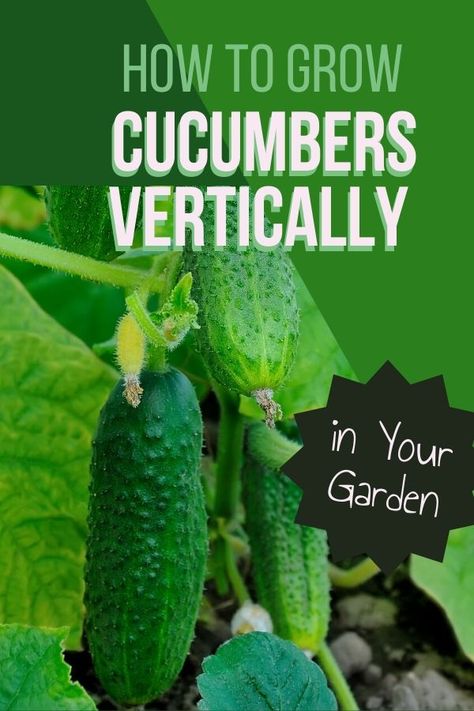 Raised Bed Diy, Trellis Raised Bed, Grow Cucumbers Vertically, Raised Beds Diy, Growing Cucumbers Vertically, How To Grow Cucumbers, Cucumber Trellis Diy, Grow Cucumbers, Cucumber Gardening