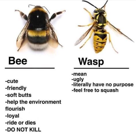 Bees And Wasps, The Wasp, Funny Animal Jokes, Meme Funny, Wholesome Memes, Love Memes, Animal Jokes, Wasp, Animal Memes