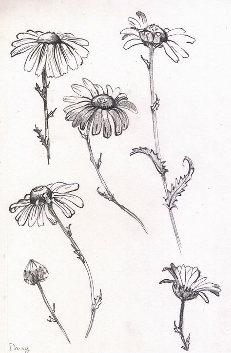 Daisy study/sketch in pencil Black And White Daisy Drawing, Dasie Flower Drawings, Flowers In Pencil, Flower Study Sketch, Daisy Sketch Pencil, Wild Daisy Drawing, Daisy Ink Drawing, Realistic Daisy Drawing, Daisy Sketch Tattoo