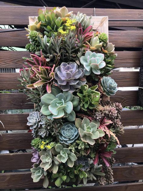 Succulent Wall Arrangements, Wall Succulents, Succulents Ideas, Wall Arrangements, Wall Gardens, Hawaii Landscape, Fence Wall, Fence Boards, Future Garden