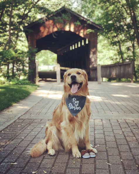 Maternity Photo Shoot With Dog, Baby Announcement With Dog, Maternity Announcement Pictures Dog, Golden Retriever Baby Announcement, Baby Announcing Ideas With Dog, Announcement Pregnancy, Golden Retriever Pregnancy Announcement, Pregnancy Announcement Dog, Pregnancy Announcement Ideas With Dog