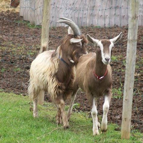 Breeding Toggenburgs, great blog, lots of info. Will look to when we finally breed Loa and Indie. Toggenburg Goat, Breeding Goats, Milk Goats, Goat Breeds, Snow Falling, Dairy Goats, Animal References, Mini Farm, Goat Farming