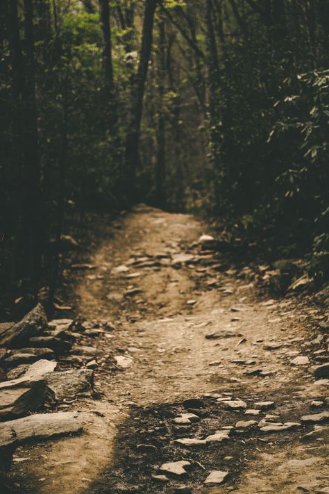 dirt road between trees photo – Free Road Image on Unsplash Cottagecore Forest, Trees Photo, Home For Peculiar Children, Forest Trail, Alone Photography, Best Urdu Poetry Images, Camping Glamping, Earth Elements, Dirt Road