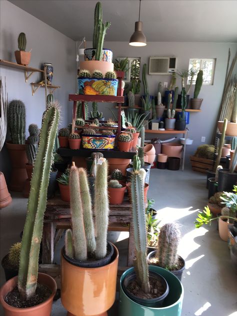 cactus heaven / ponderosa cactus / highland park los angeles Plants And Cats, Highland Park Los Angeles, Plant Rooms, Cactus Indoor, Large Cactus, Pretty Bedrooms, Flowers Indoor, Indoor Flowering Plants, Pots Plants