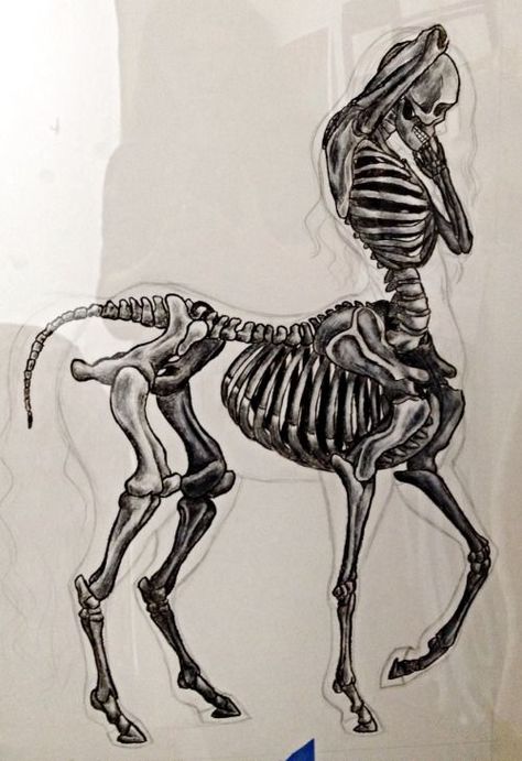 Centaur Skeleton, Skeleton Anatomy, Skeleton Drawings, Animal Skeletons, 강아지 그림, Creature Drawings, Anatomy Drawing, Mythical Creatures Art, Mythological Creatures