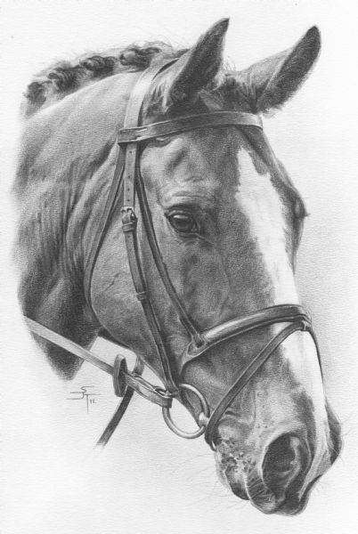 Equine Art Pencil Drawings, Horse Pencil Drawing, Realistic Animal Drawings, Horse Art Drawing, Horse Sketch, Animal Drawings Sketches, Horse Artwork, Equestrian Art, Horse Portrait