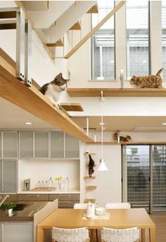 Cat-Friendly House Design: Japanese housing builders have come up with designs with special features for cats. Description from pinterest.com. I searched for this on bing.com/images Cat Furniture Design, Katt Grejer, Cat Bedroom, Casa Clean, Cat Wall Shelves, Cat Wall Furniture, Cats House, Cat House Diy, Pet Friendly House