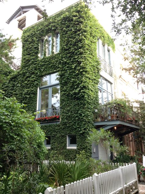 Vines Covering House, Vine Covered House, House Covered In Vines, Community Projects, White House, Vines, Dream House, House Styles, Architecture