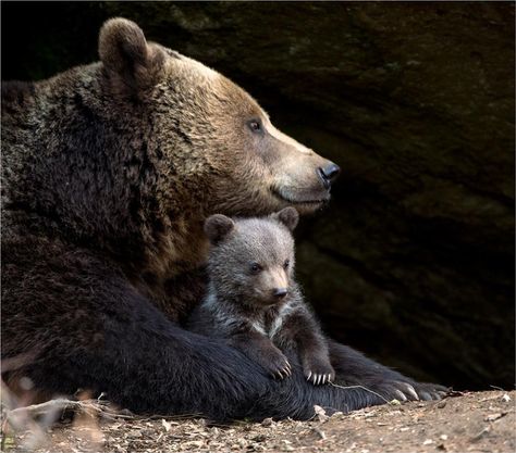 Animal Therapy, Mom Bear, Brown Bears, Momma Bear, Bear Pictures, Personal Aesthetic, We Bear, Love Bear, Baby Animals Funny