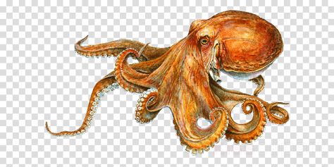 Giant Pacific Octopus Drawing, Octopus Clipart, Pacific Octopus, Giant Pacific Octopus, Octopus Drawing, Marine Biology, Art Watercolor, Future Tattoos, Drawing Reference