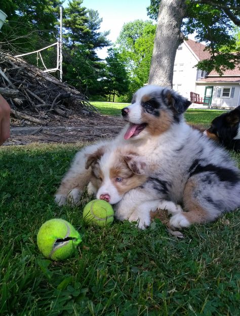 Red Merle Australian Shepherd Puppy, Australian Shepherd Blue Merle Puppy, Aussie Shepherd Blue Merle, Mini Australian Shepherd Blue Merle, Red Tri Color Australian Shepherd, Australian Shepherd Colors, Blue Merle Australian Shepherd, Red Merle Australian Shepherd, Australian Shepherd Red Tri