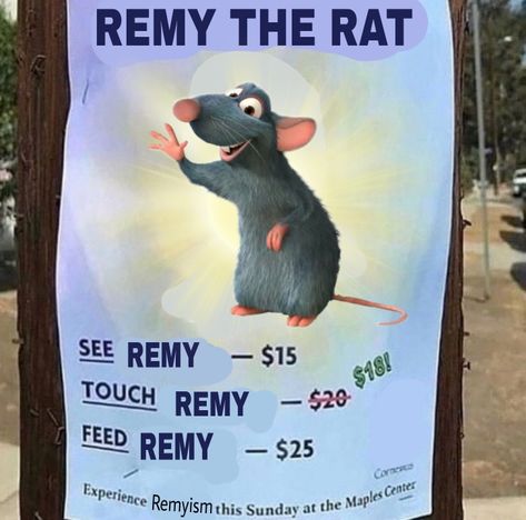 Carl Azuz, Remy The Rat, Ratatouille Disney, Out Of My League, We Dont Talk, Cute Mouse, To Touch, Save My Life, Get To Know Me