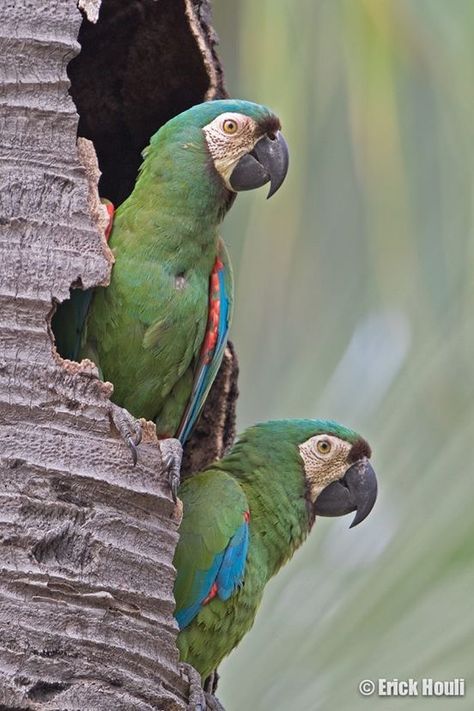 Severe Macaw, Macaw Parrot, Parrot Bird, Wild Nature, Exotic Birds, Tropical Birds, Bird Photo, Colorful Birds, Long Tail