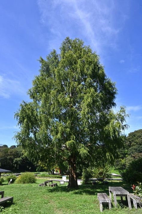 Metasequoia glyptostroboides ( Dawn redwood ) tree. royalty free stock photos Dawn Redwood Tree, Metasequoia Glyptostroboides, Dawn Redwood, Living Fossil, Branch Tree, Tree Photo, Redwood Tree, Tree Leaves, Vector Background