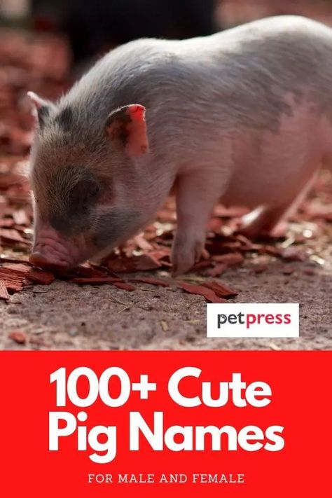 Looking for some cute pig names for your piglet? If you have a cute pig wandering around, then check these cute names for a pig! Pig Names Ideas, Pig Names, Pigs Quote, Mini Piglets, Cute Animal Names, Tiny Pigs, Cool Boy Names, Pig Girl