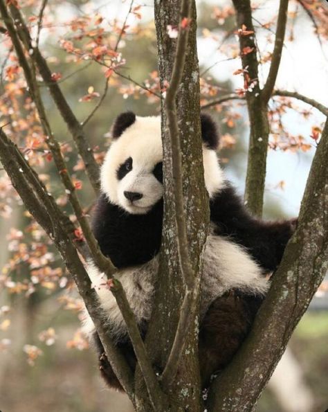 #freetoedit Panda Widget, Cute Panda Pics, Food Mac And Cheese, Panda Pictures, Raccoon Family, Photo Video Editing, Cute Panda Wallpaper, Panda Bears, Panda Love