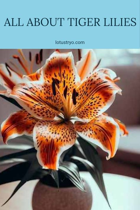 Tiger lilies captivate garden lovers with their striking appearance. Characterized by their unique orange petals adorned with dark spots, these flowers bring warmth and color to any botanical collection. Whether you want to enhance your garden or learn about their distinct features and growth habits, tiger lilies are a beautiful addition. Discover more about their habitats, care tips, and how to grow tiger lilies to bring a splash of dramatic color to your landscape. Tiger Lily Garden, Gold Mop Cypress, Red Tiger Lily, Tiger Lily Flowers, Fire Lily, Lily Care, Tiger Lilies, Lily Bloom, Botanical Collection