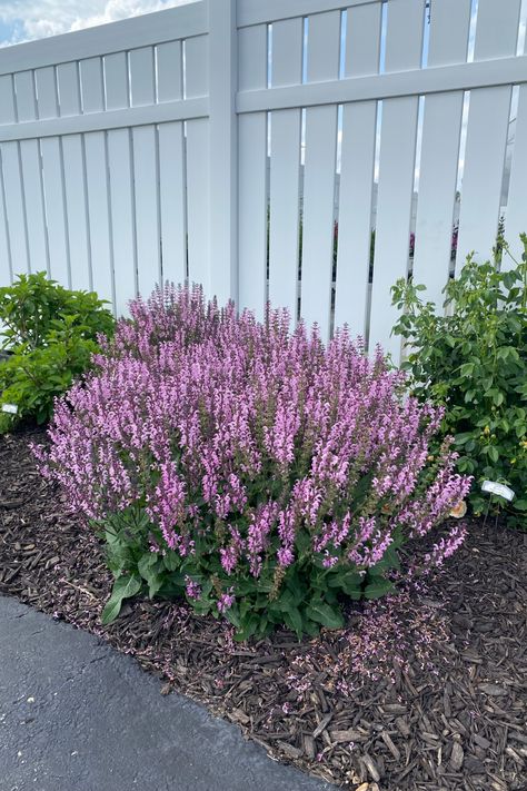 COLOR SPIRES® ‘Pink Dawn’ Salvia Pink Salvia Plant, Pink Salvia, Salvia Bees Bliss, Rockin Deep Purple Salvia, Pink Profusion Salvia, Proven Winners Perennials, Long Blooming Perennials, Salvia Nemorosa Amethyst, Garden Calendar