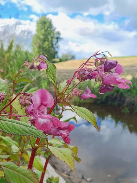 Himalayan Balsam, impatiens glandulifera Himalayan Balsam, I Try My Best, Cute Picture, I Try, The Plant, Himalayan, Finland, Cute Pictures, Nativity