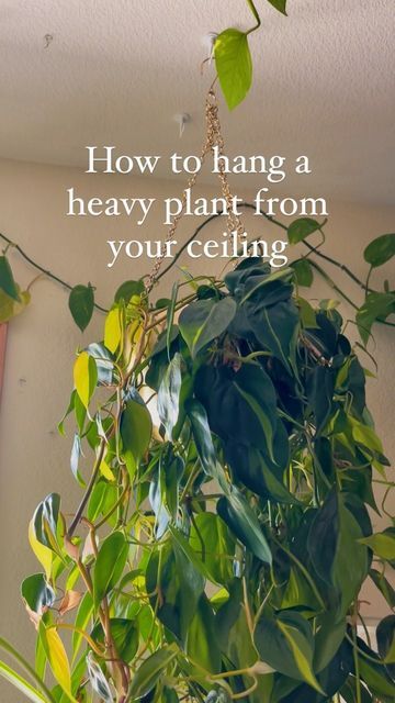 Ceiling Plant Hanger, How To Hang Plants From Ceiling Diy, Hang Plants From Ceiling Without Holes, Ceiling Hooks For Plants, Hanging Plants Safe For Cats, Hang Plants From Ceiling, Hanging Potted Plants, Ceiling Plant Hanger Rope, Ceiling Hangers