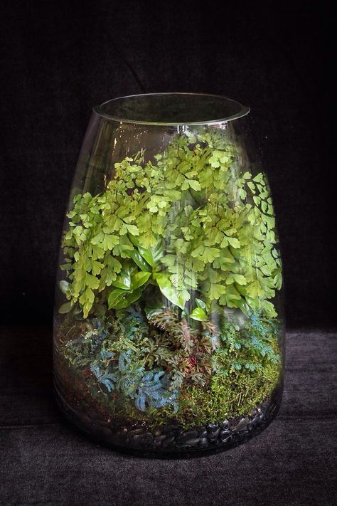 Maiden Hair Fern Terrarium Aesthetic Terrarium, Fern Terrarium, Fern Gully, Maiden Hair, Fish Ideas, Terrarium Ideas, Southern Garden, Project Inspiration, Plant Mom