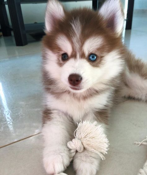 Husky Pomeranian Mix Puppy, Pomeranian Husky Pomsky, Brown Pomsky, Pomeranian Mix Puppies, Big Dogs Breeds, Pomsky Puppy, Pomsky Dog, Biggest Dog In The World, Pomeranian Husky