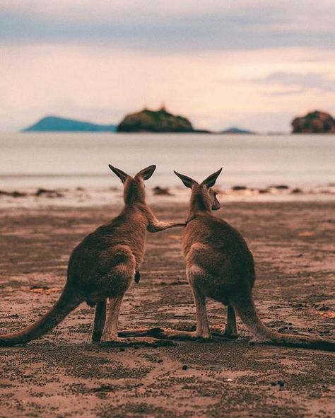 Australia Landscape, Melbourne Travel, Australia Kangaroo, 2024 Moodboard, Australia Animals, Australia Travel Guide, Beach Sunrise, Australian Wildlife, Visit Australia