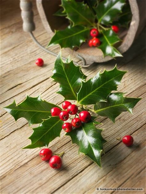 Holly Photography, Ilex Aquifolium, Holly Flower, Holly Plant, Holly Branch, Christmas Leaves, Christmas Berries, Winter Berries, Holly Christmas