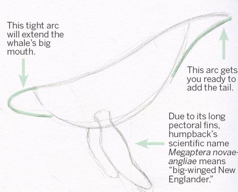 How To Draw Humpback Whale, Merfolk Anatomy, Humpback Whale Drawing, Humpback Whale Tattoo, Whale Sketch, Whale Craft, Whale Crafts, Whale Tattoo, Whale Drawing