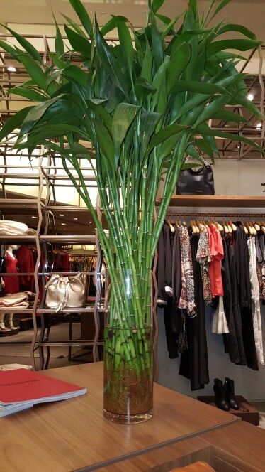 Bamboo In Vase Ideas, House Plants Decor Indoor, Bamboo Plant Indoor, Tree Training, Glass Jar Diy, Plant Room Aesthetic, Plant Holders Indoor, Minecraft Kitchen Ideas, Bamboo Stalks