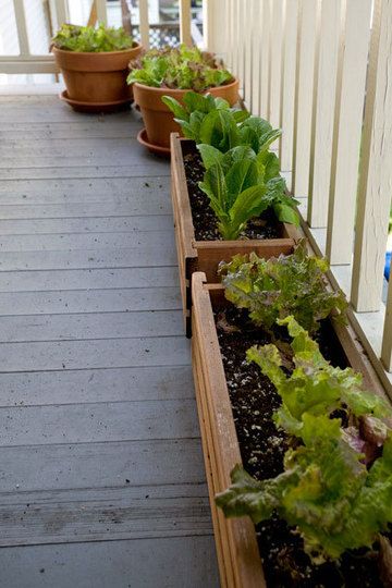 Growing lettuce on your porch. Plant seeds in succession about a week apart, that way you'll have greens all summer. Apartment Balcony Garden, Growing Lettuce, Apartment Patio, Starting A Garden, Plant Seeds, Porch Garden, Small Space Gardening, Deck Garden, Apartment Garden