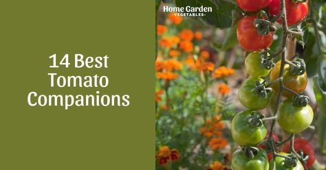 Growing tomato companions can be a great way to reap multiple vegetables in a single growing season. Here is all you need to know about tomato companion planting. Tomato Companion Planting, Tomato Benefits, Planting Lettuce, Growing Tomato, Planting Garlic, Garden Vegetables, Canning Tomatoes, Growing Fruit, Growing Tomatoes